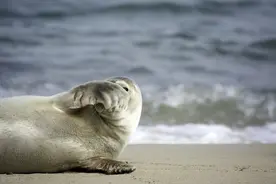 它们也爱捉迷藏！盘点动物花式躲猫猫的场景，也太可爱了吧图片