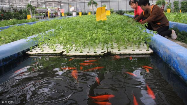 诱鱼剂，俗称小药，它到底是什么物质有如此神奇的效果？