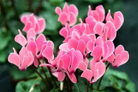 仙客来冬季黄叶、花朵枯萎怎么办？冬季如何养好仙客来？图片