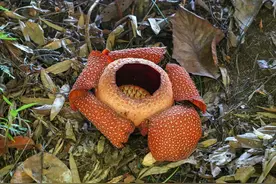这些花没有香味，满是臭味，但也是大自然的特殊产物图片