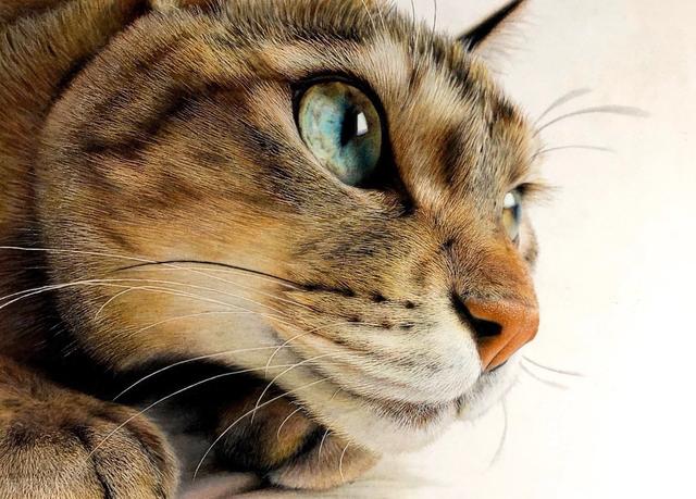 ���ǻ��Ҳ��ţ��ձ�ѧ�������������3D�ַ���è��������