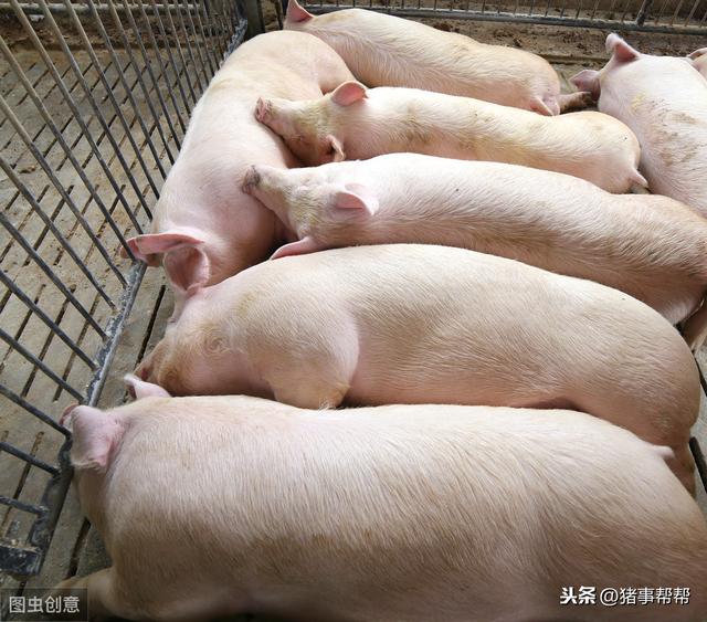 春季敏感期，猪场必须搞好常见猪病防治，千万不要一失足成千古恨