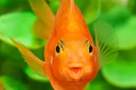 小鱼缸适合养什么鱼？图片