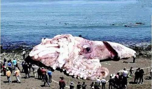 则一定是有着乌贼"巨无霸"之称的大王乌贼了,许多恐怖的海怪传说都