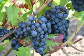 葡萄皮可以一起吃吗？可以是可以，但是果农的建议我们还是要重视图片