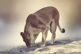 霸气的代名词--狮子图片