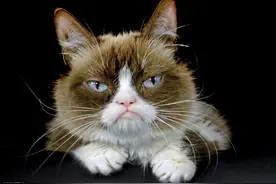 这么丑的猫你见过吗？瞬间让你打消养猫的念头，网友：丑到笑出声图片