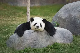 外国人对大熊猫有多喜爱？图片