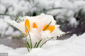 东北突如其来的大雪，对于农业种植会带来什么影响？看完明白了图片