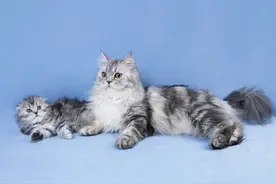 猫搬家的原因是旧窝变脏了，或是幼猫长大了？但这都不是真正原因图片