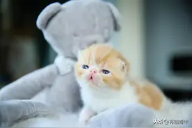 从小失明的小猫，手术后第一次见到猫妈妈，场面让人泪崩图片