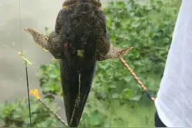 羊入虎口？凶猛塘鲈入侵四川，却可能因太美味马上灭绝图片