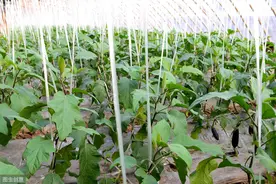 茄子苗高矮不齐，严重相差30cm，原因是什么，如何防治？图片