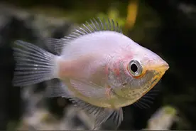 每天都在啵啵啵的接吻鱼，知道真相之后你还羡慕吗？图片