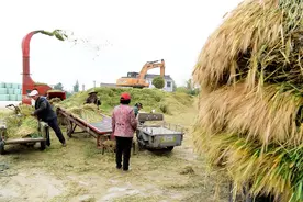 中国农民的自画像——就如盘根草，苦不怕，累不怕，见风都能活图片