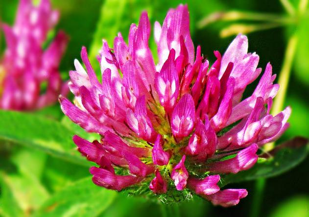 红车轴草(红车轴草花)_植物知识网
