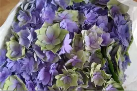 大花绣球你我的腔调，复古色彩如同油画般美丽，让人难忘图片