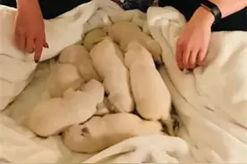 女子养了只金毛生了一窝小奶狗，看清它们的样子后，顿时满脸复杂图片