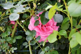 月季大笋一枝独秀，要不要剪掉？老花友：得分两种情况来对待图片