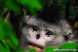 滇金丝猴的交配策略，母猴主动邀请公猴交配图片