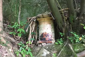 中蜂养殖技术图片