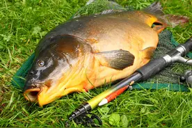 源于英国的鲤鱼钓法，为什么针对国内大鱼也有效，或许是因为这些图片