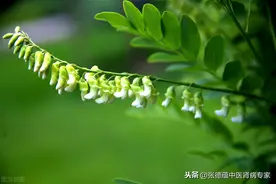 每天一味中草药清热剂3清热燥湿之五--------苦参图片