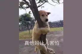 48张别致表情包——聊天必备的表情包，开启别样的聊天方式图片