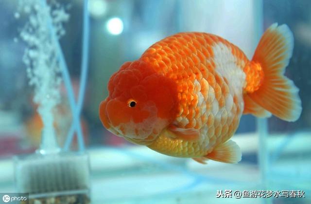 金鱼的鱼鳞有点撑开什么意思