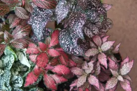 室内植物枝叶干枯的7个原因和解决的方法，让家里的植物活得更久图片