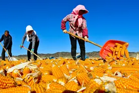 算一笔账：种植玉米亩产1100斤，1.26元/斤，利润有多少图片