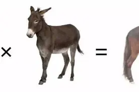 为什么骡子不孕不育图片