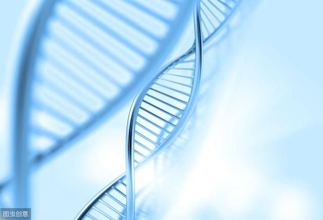 小山雀，为啥能在青藏高原来去自如