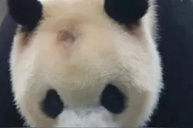 太“秃”然了吧，网红大熊猫突然谢顶，看了之后令人心疼图片