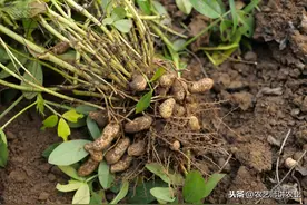 花生发黄怎么办？土壤问题？害虫问题？花生黄叶怎么办？农业技术图片