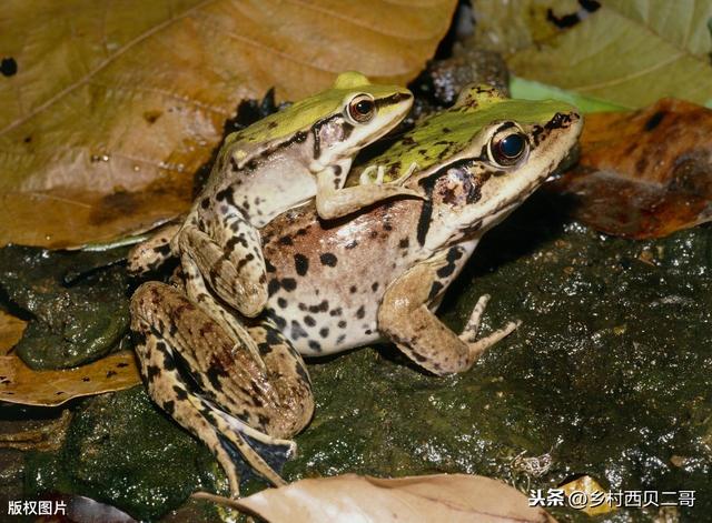 牛蛙的人工高效养殖技术