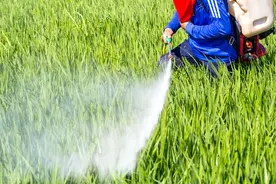怎么正确地稀释农药？这样可以提高药效，很实用图片