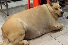 狗被养成猪一样胖，被拍到还扭头嬉笑：“我帅吗？”图片