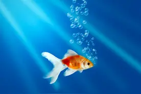 网友投稿：我想养金鱼，第三条金鱼终于碰上了成熟的我图片