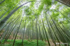 做到这四点，北方的竹子也可以长粗图片