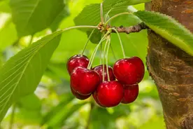 种植樱桃，用什么品种嫁接？什么时候进行？图片