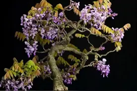 紫藤盆景不开花，大致有7种原因导致，快来对照一下图片
