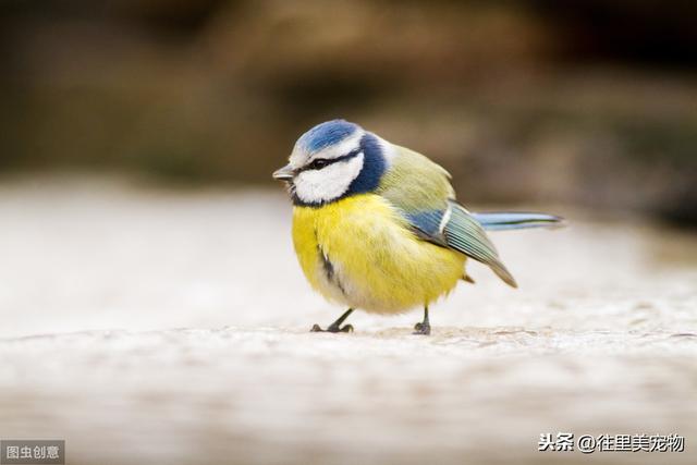 详解宠物鸟饲养过程中，常见内、外科疾病的症状及防治方法