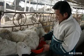 圈养羊4个致命错误！养殖成本远超放牧，要求竟然还这么多？图片