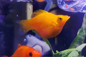 老古董的玛丽鱼如何玩出新花样？趣谈“集邮式养鱼法”图片