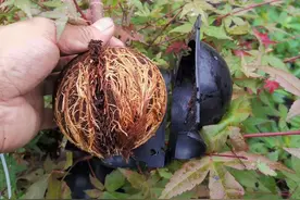 植物高压生根盒，反复利用，提高嫁接、育苗成活率图片