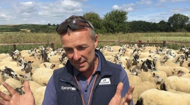 国外养羊新方法，雌性改雄性长得快