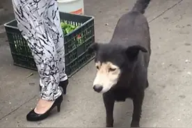 看见一只狗狗长得很奇怪，凑近看清后不知该说啥：戴了头套吗？图片