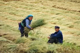 农村80岁老人为何不退休，还耕田种地？网友：退休了谁来种粮？图片