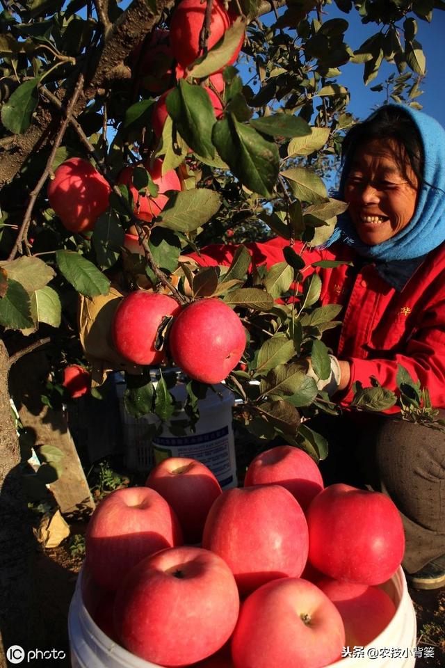 如何提高苹果花芽分化的的数量和质量？这六个技术要点要明确